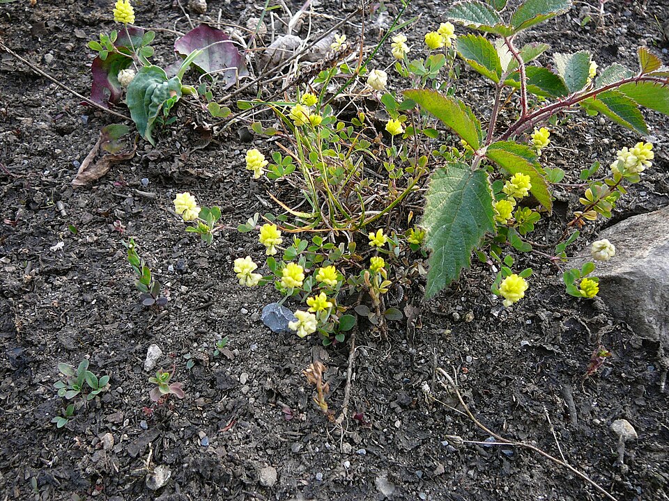 Trifolium campestre (hop trefoil)