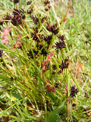 Schoenus apogon (common bog-rush) (alternate view 9)