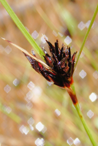 Schoenus apogon (common bog-rush) (alternate view 10)