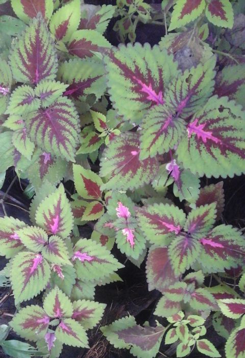 Coleus scutellarioides (Coleus) (alternate view 6)