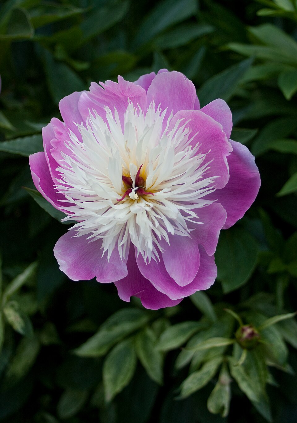 Paeonia 'Bowl of Beauty' (Bowl of Beauty Peony) (alternate view 4)