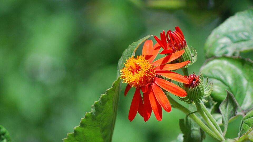 Pseudogynoxys chenopodioides (Mexican Flame Vine) (alternate view 5)