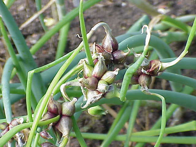 Allium proliferum (tree onion)
