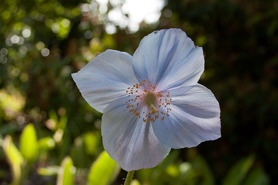 Meconopsis 'Lingholm' (blue poppy)