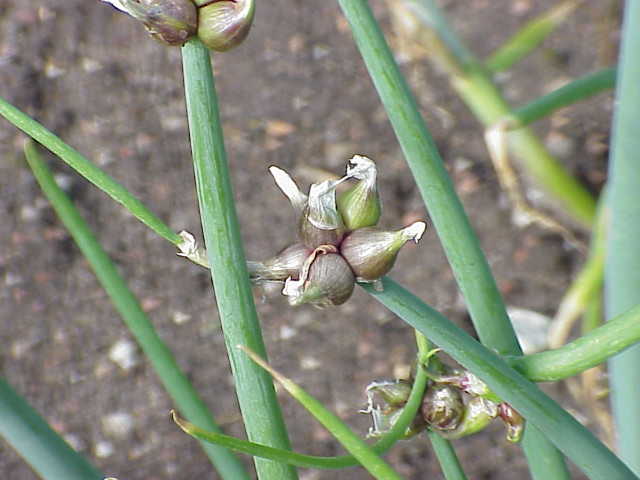 Allium proliferum (tree onion) (alternate view 2)
