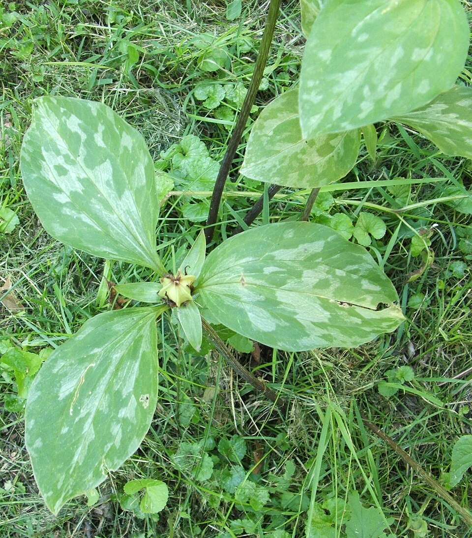 Trillium recurvatum (Prairie Trillium) (alternate view 7)