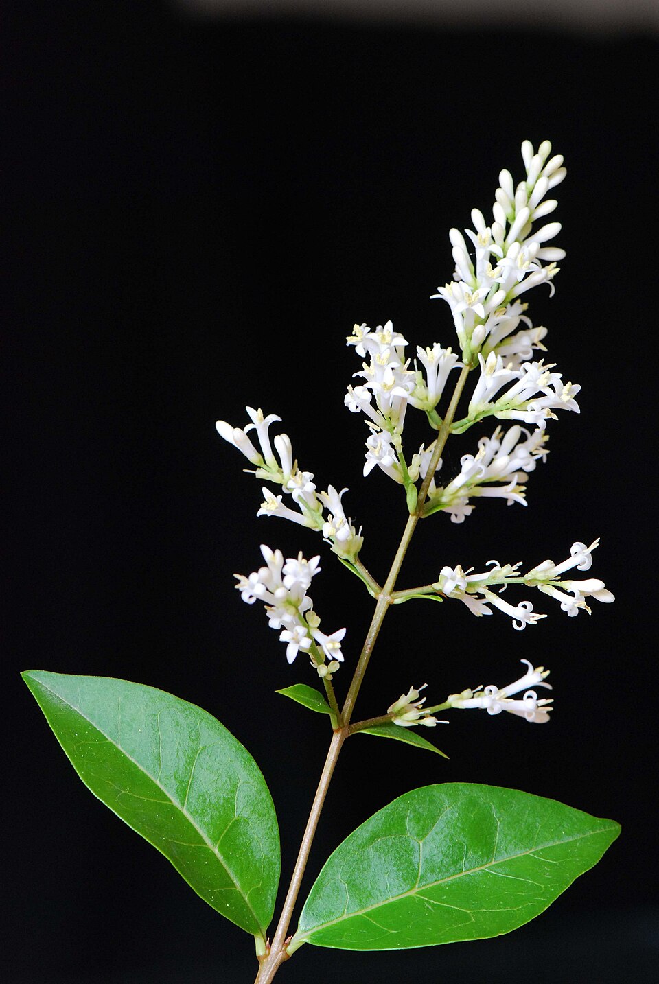 Ligustrum ovalifolium (garden privet)