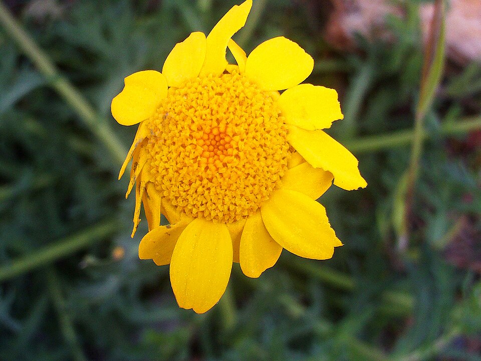 Glebionis segetum (Corn Marigold)