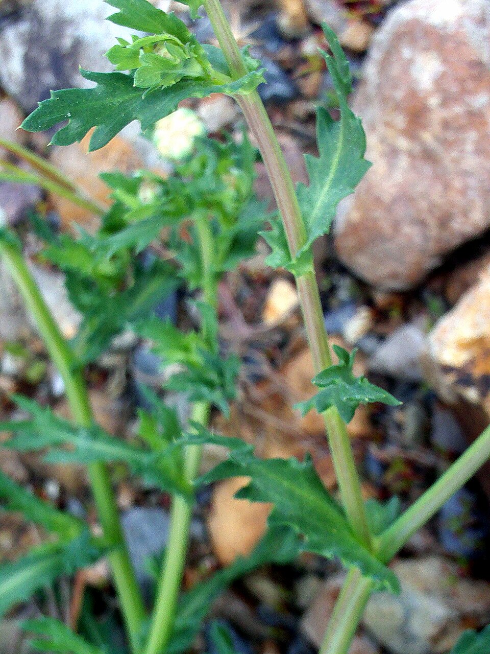 Glebionis segetum (Corn Marigold)