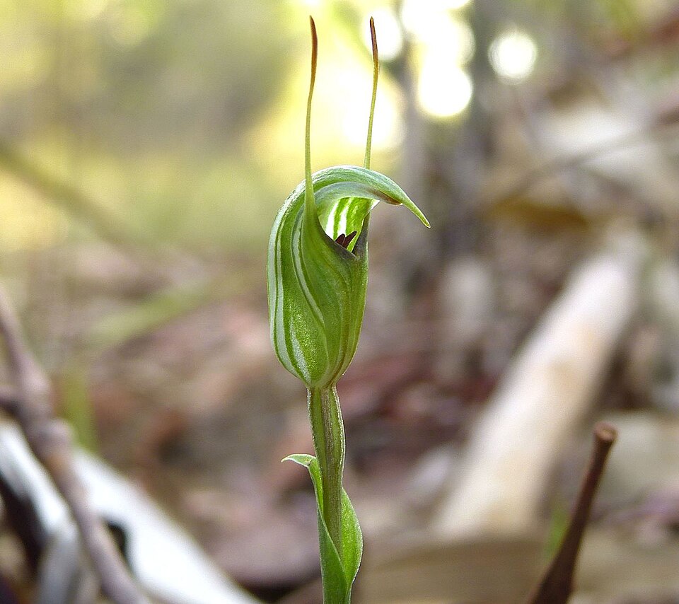 Pterostylis concinna (Trim Greenhood) (alternate view 7)
