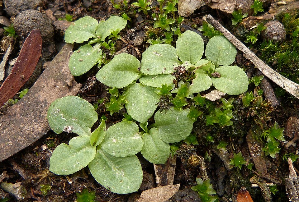 Pterostylis concinna (Trim Greenhood) (alternate view 8)