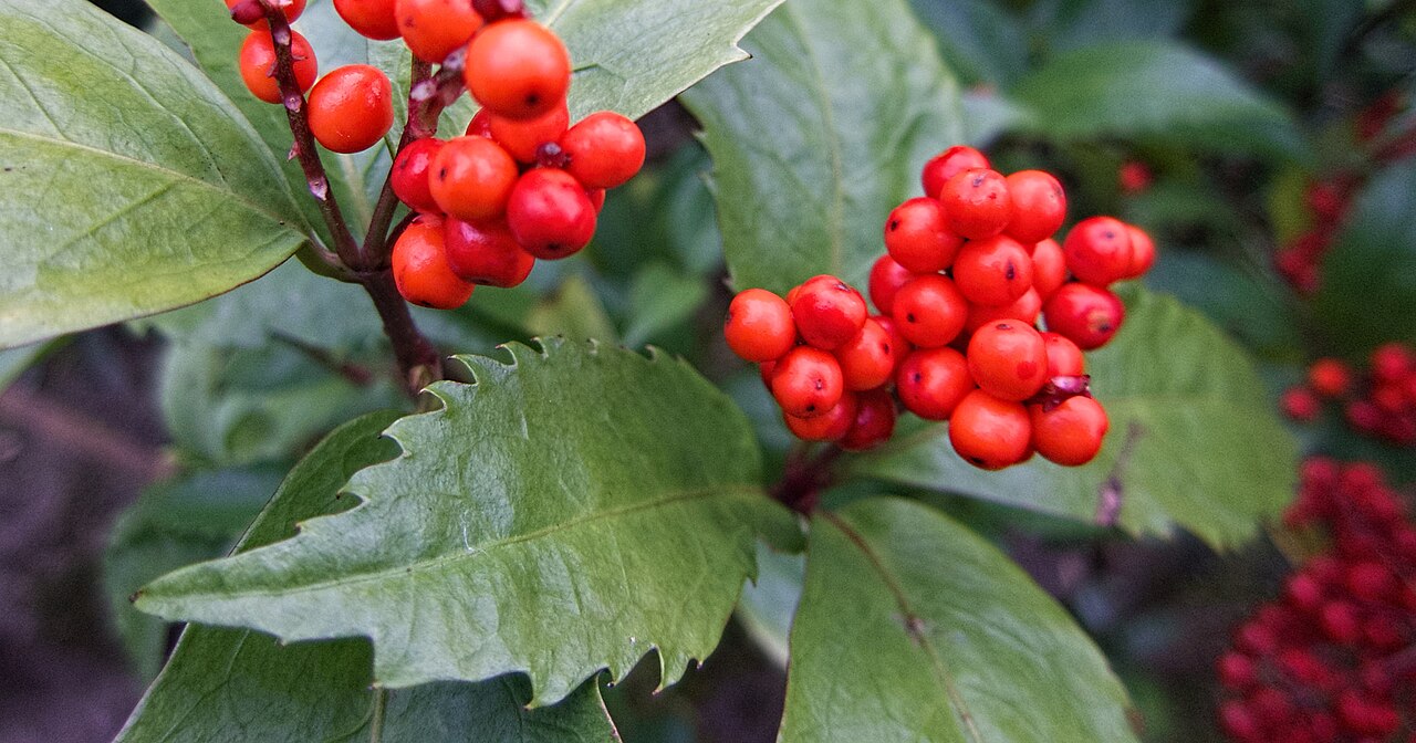 Sarcandra glabra, Senryo — upright evergreen (Chloranthaceae) (image 9 of 10)