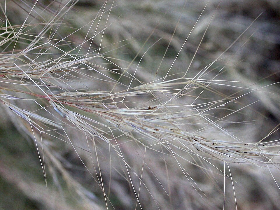 Aristida purpurea (Purple Threeawn) (alternate view 8)