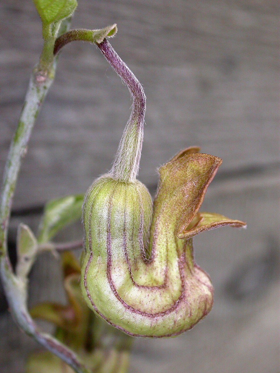 Aristolochia californica (California Dutchman's Pipe)