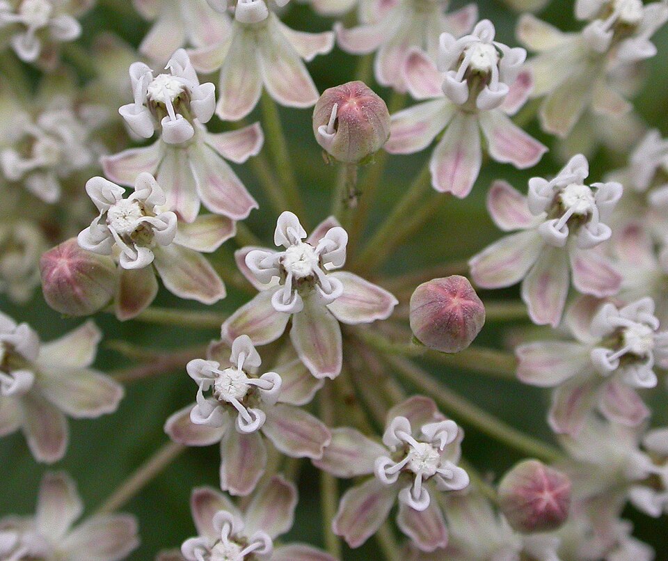Asclepias fascicularis (Narrow-leaf Milkweed) (alternate view 6)