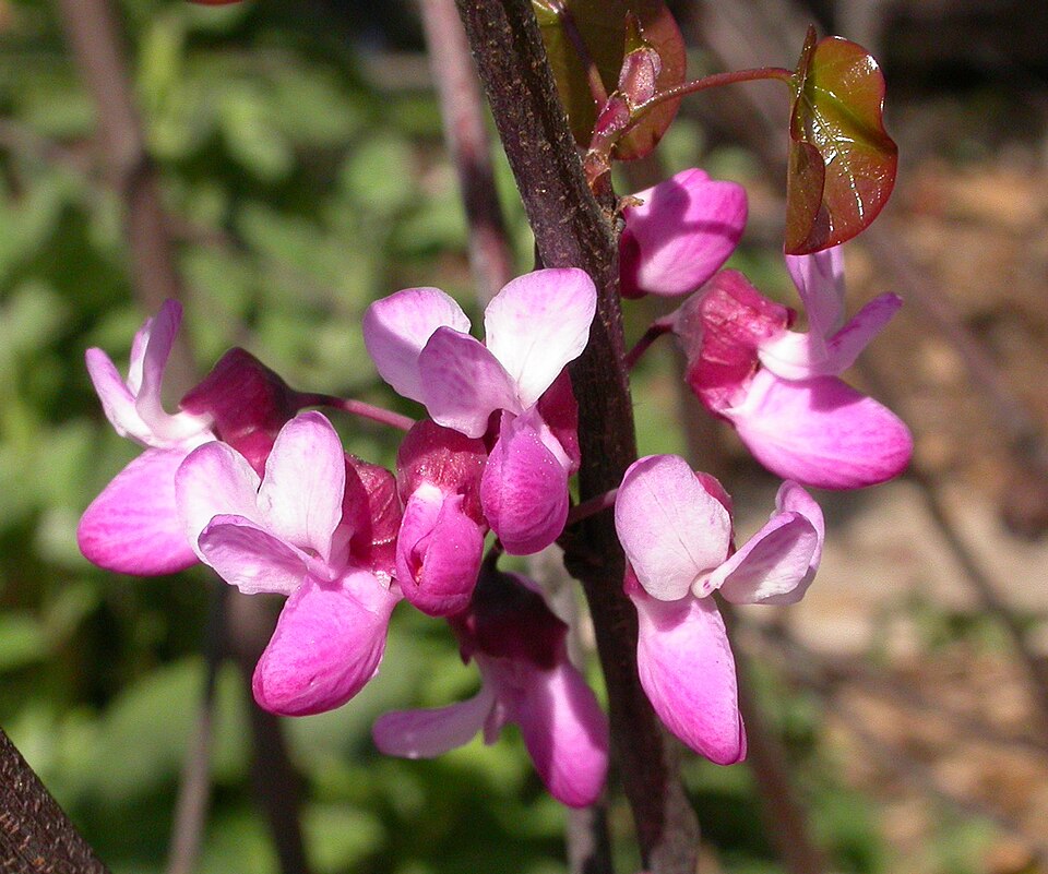 Cercis occidentalis (Western Redbud) (alternate view 7)