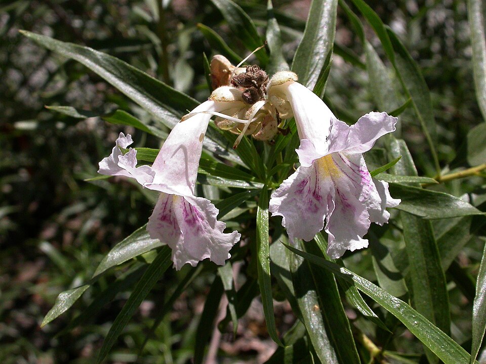 Chilopsis linearis (desert willow) (alternate view 4)