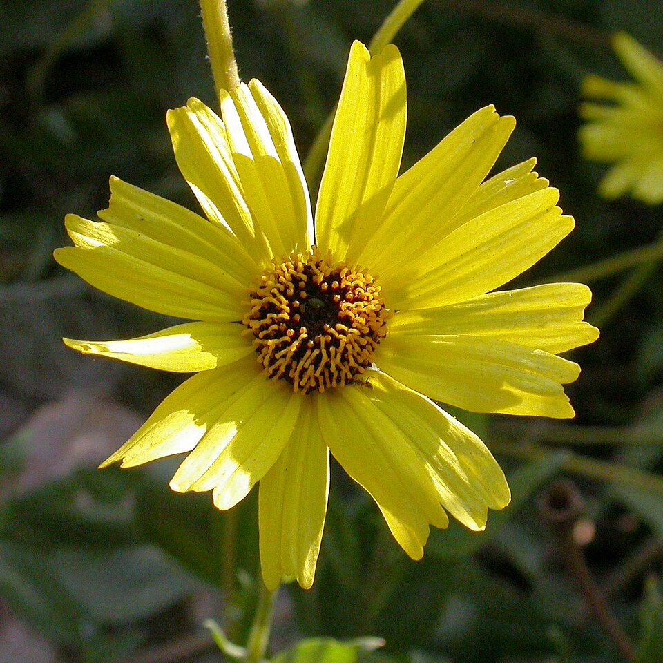 Encelia californica (California brittlebush)