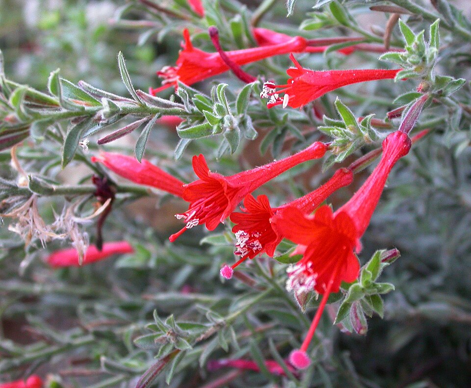 Epilobium canum (California fuchsia) (alternate view 5)