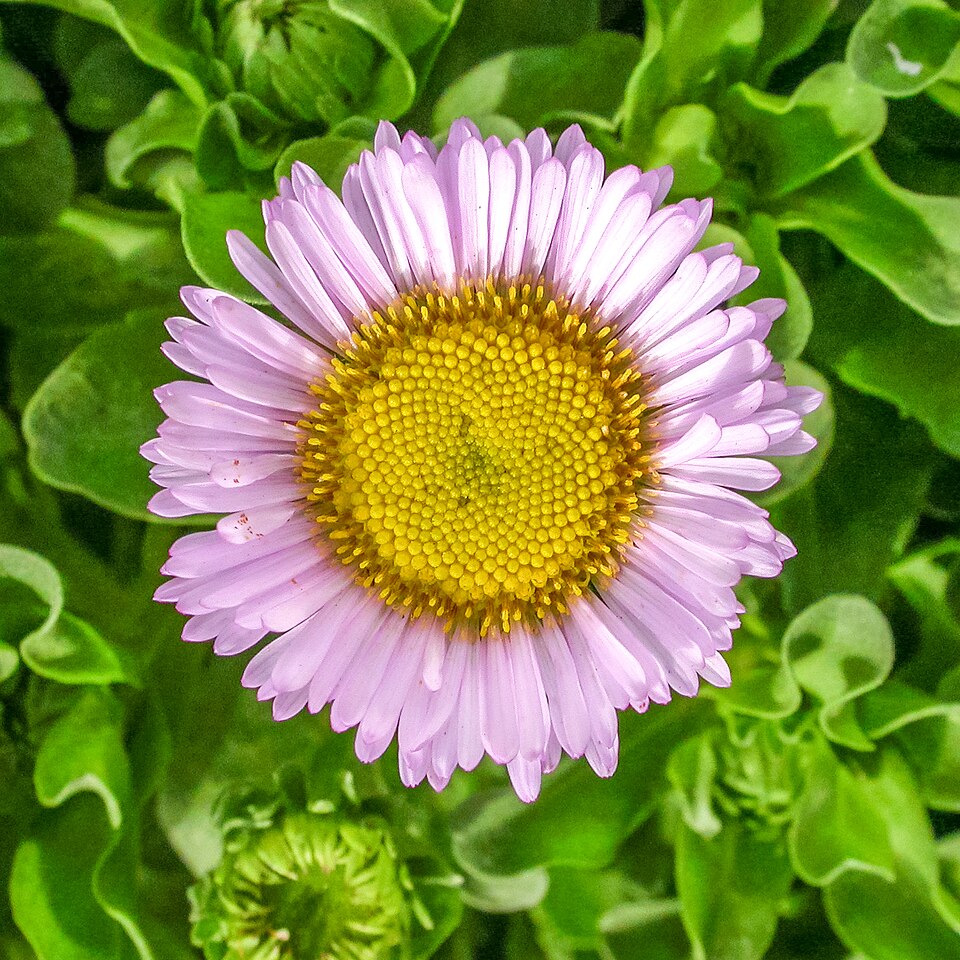 Erigeron glaucus (Seaside Fleabane) (alternate view 8)