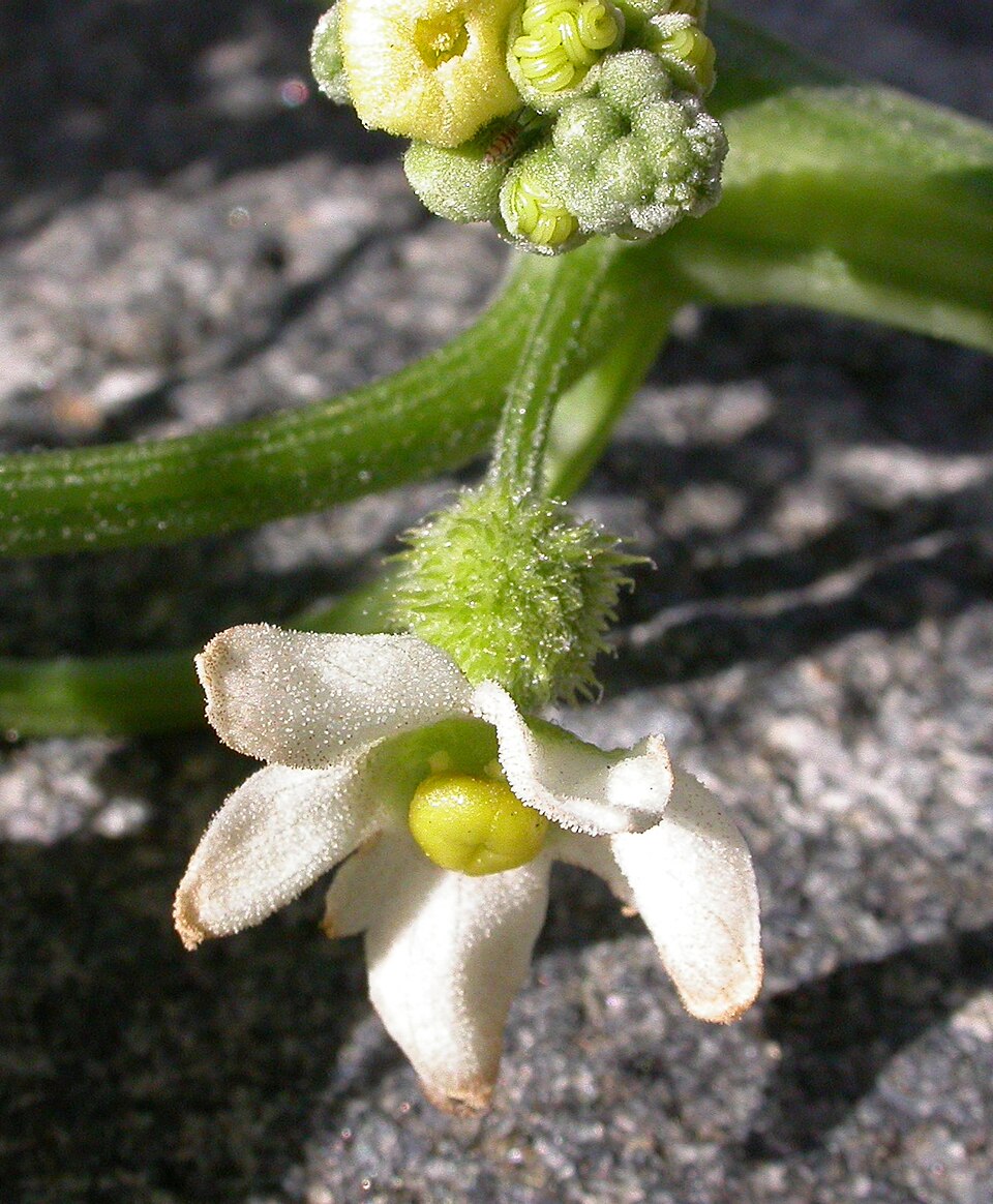 Marah macrocarpa (Chilicothe)