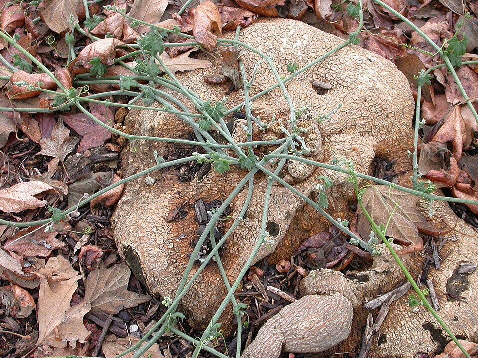 Marah macrocarpa (Chilicothe)
