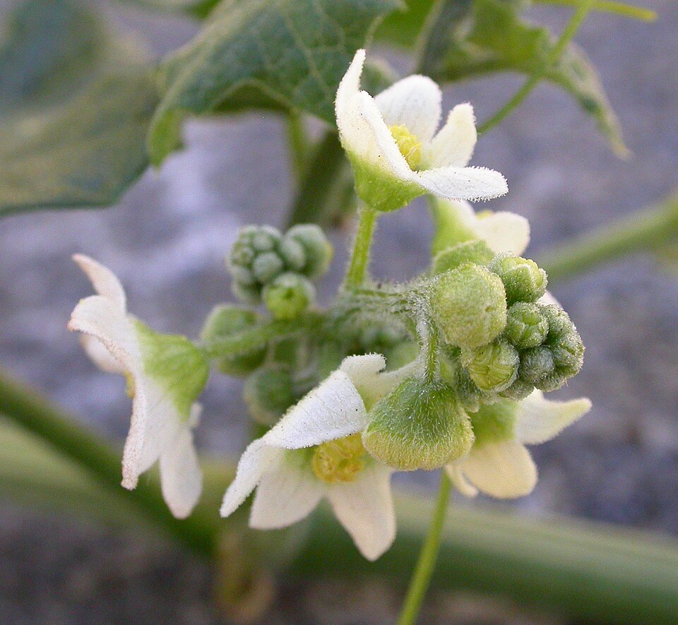 Marah macrocarpa (Chilicothe)