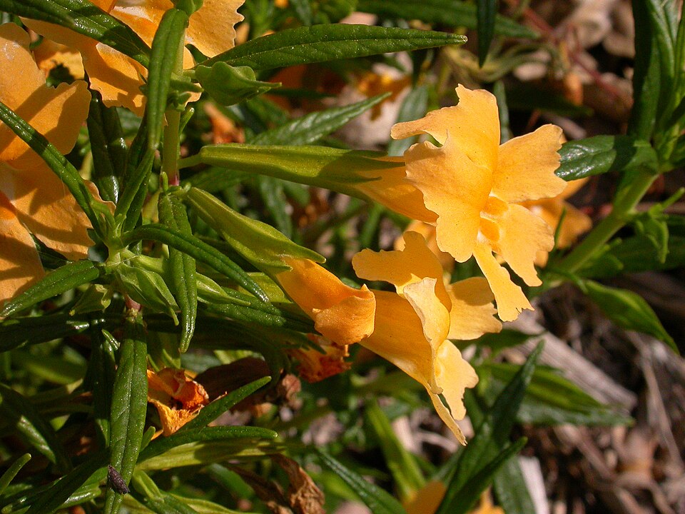 Diplacus aurantiacus (orange bush monkeyflower)