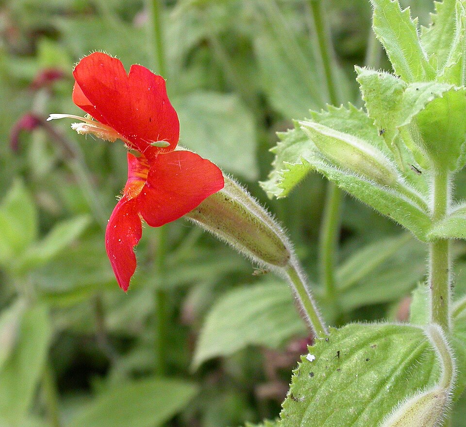 Erythranthe cardinalis (Scarlet Monkeyflower) (alternate view 6)
