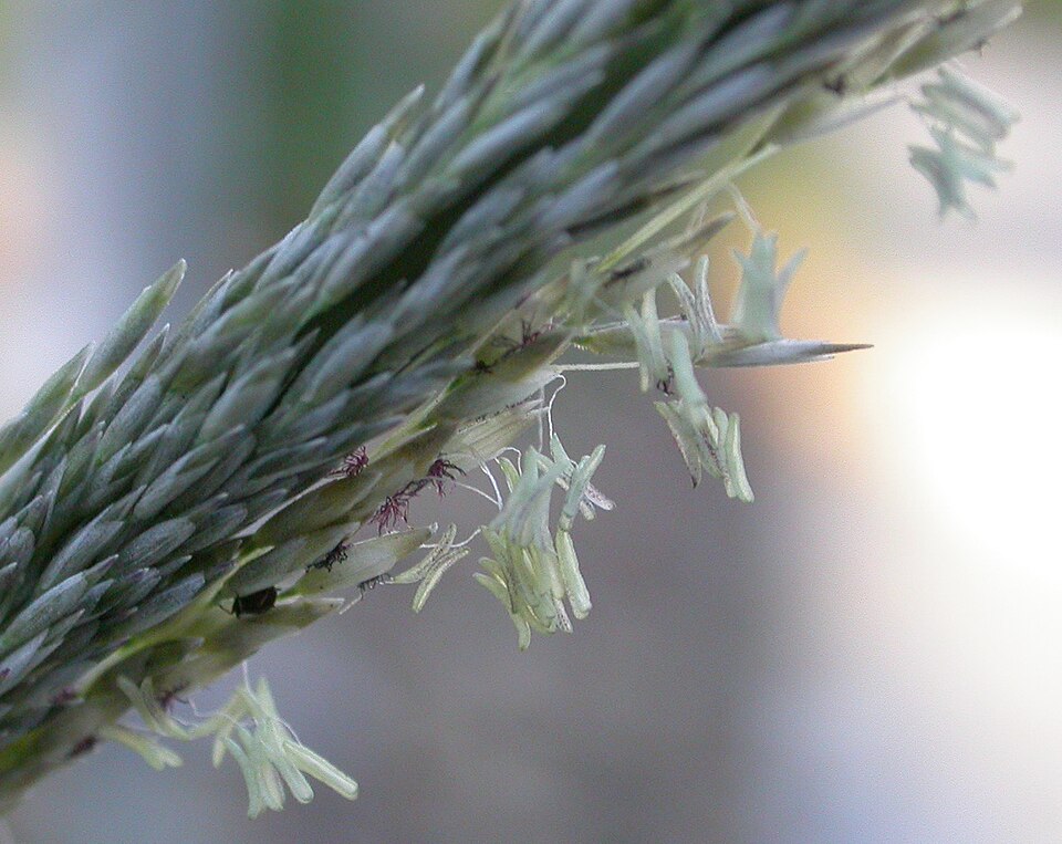 Muhlenbergia rigens (deergrass) (alternate view 4)