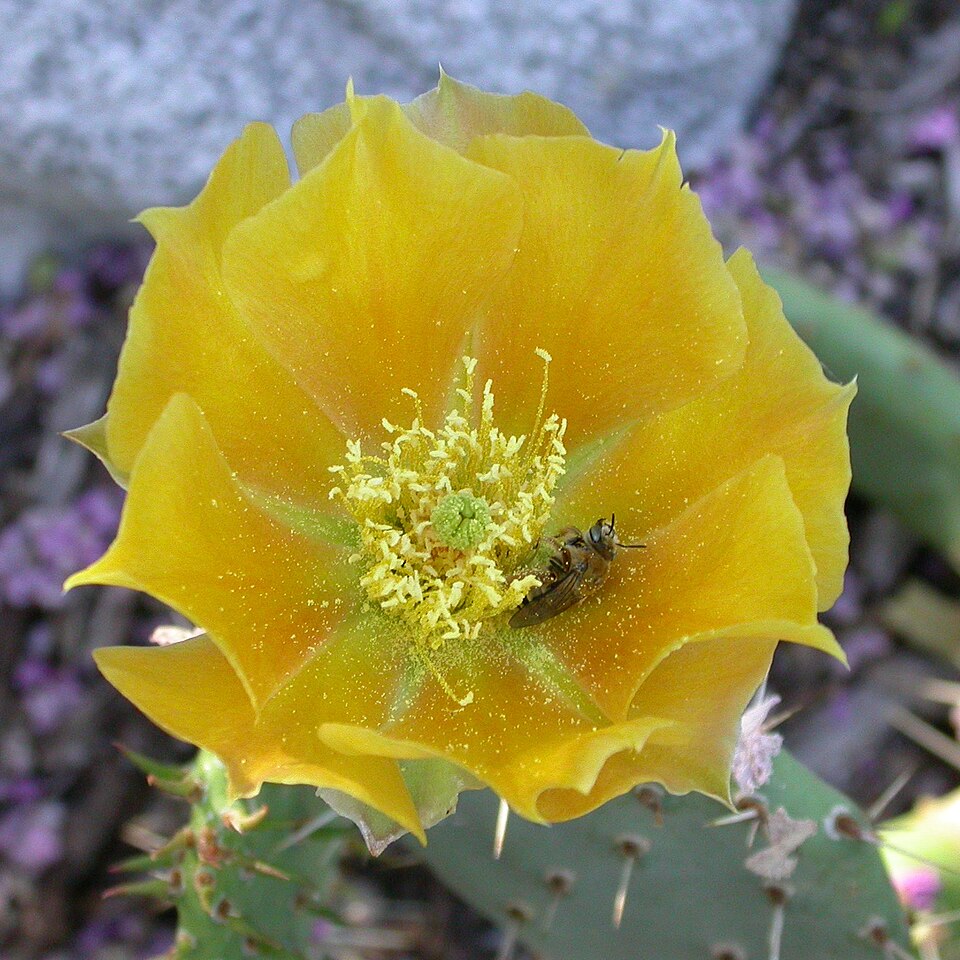 Opuntia littoralis (Coastal Pricklypear) (alternate view 6)