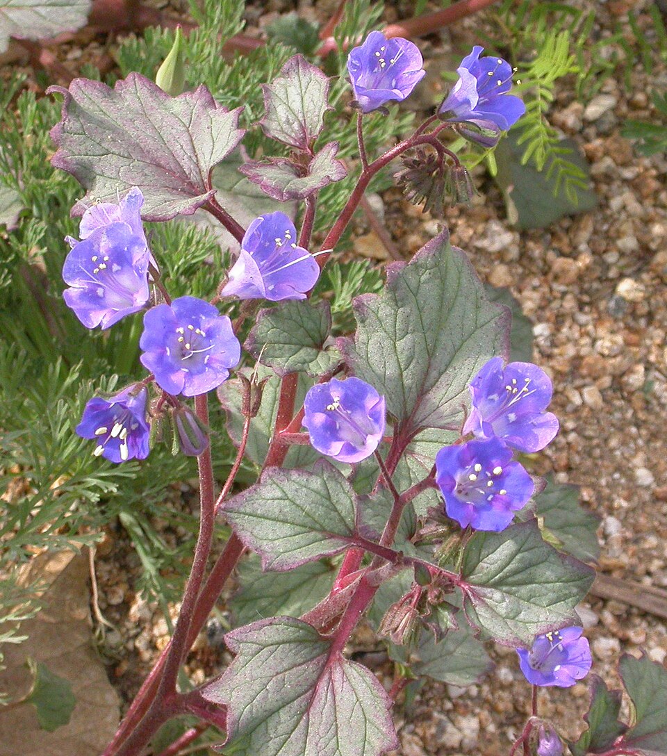 Phacelia campanularia (desert bluebells) (alternate view 6)