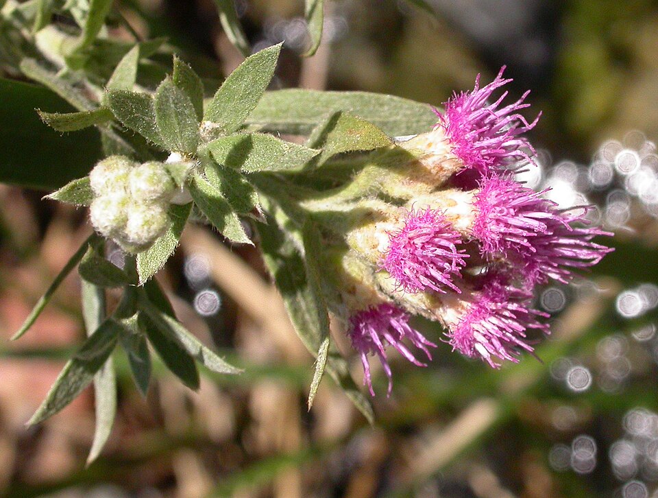 Pluchea sericea (arrowweed) (alternate view 8)