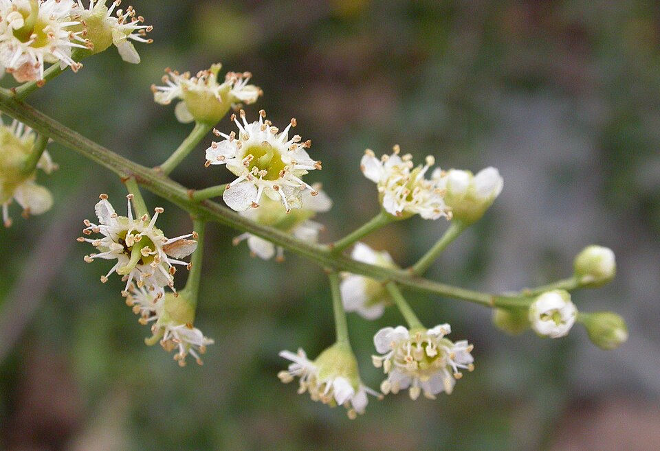 Prunus ilicifolia (hollyleaf cherry) (alternate view 6)