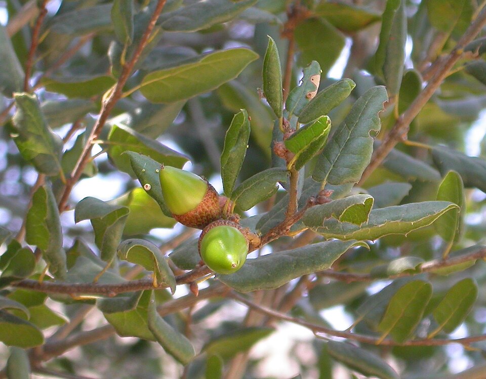 Quercus agrifolia (Coast Live Oak)