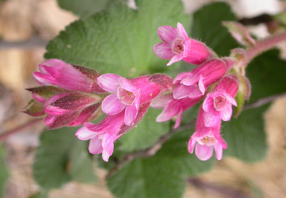 Ribes malvaceum (Chaparral Currant)