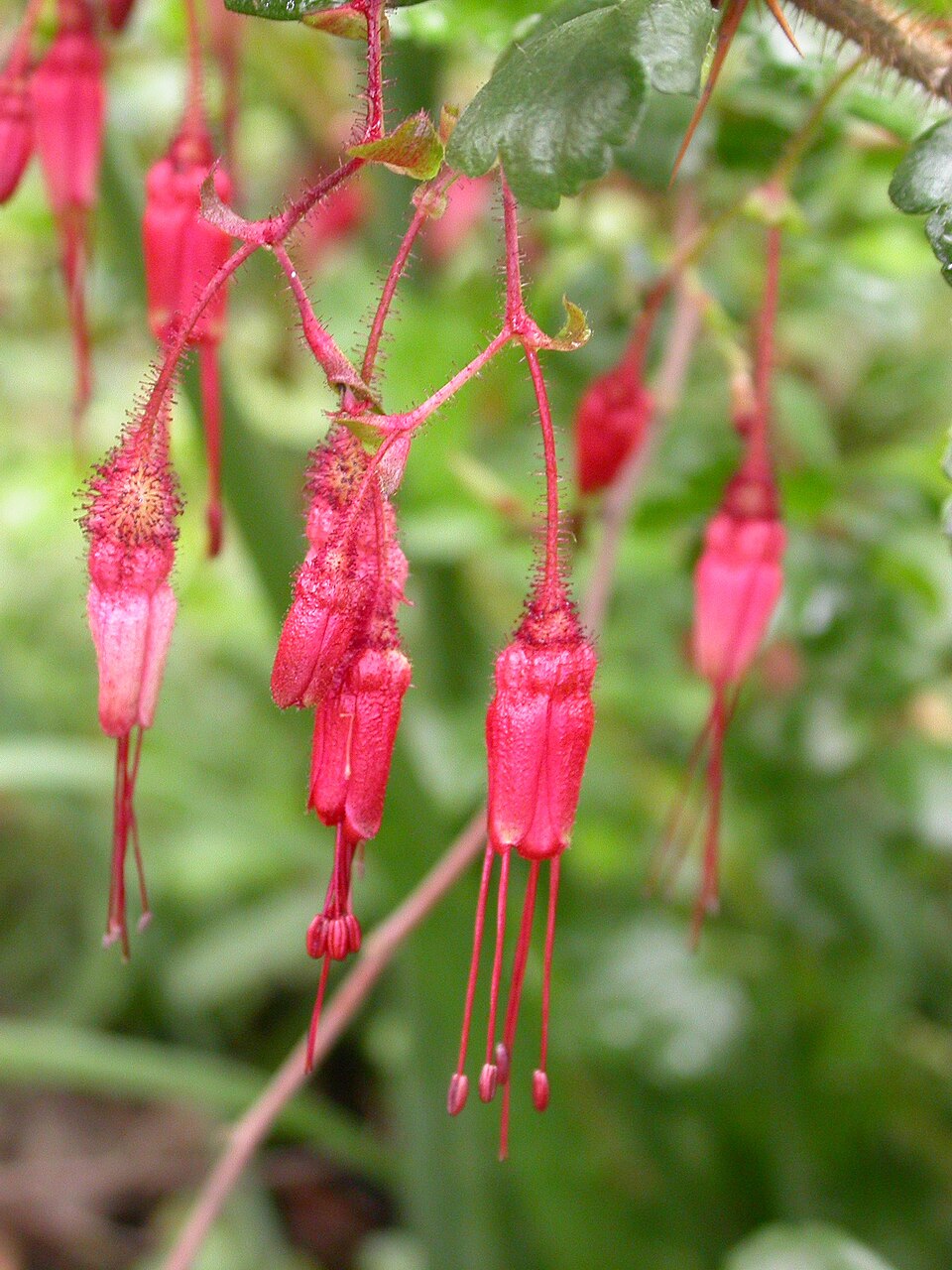 Ribes speciosum (Fuchsiaflower Gooseberry)