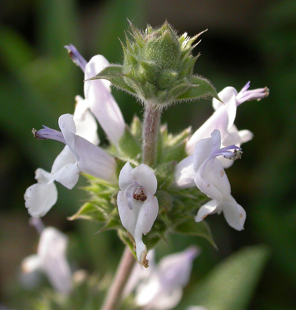 Salvia mellifera (black sage)
