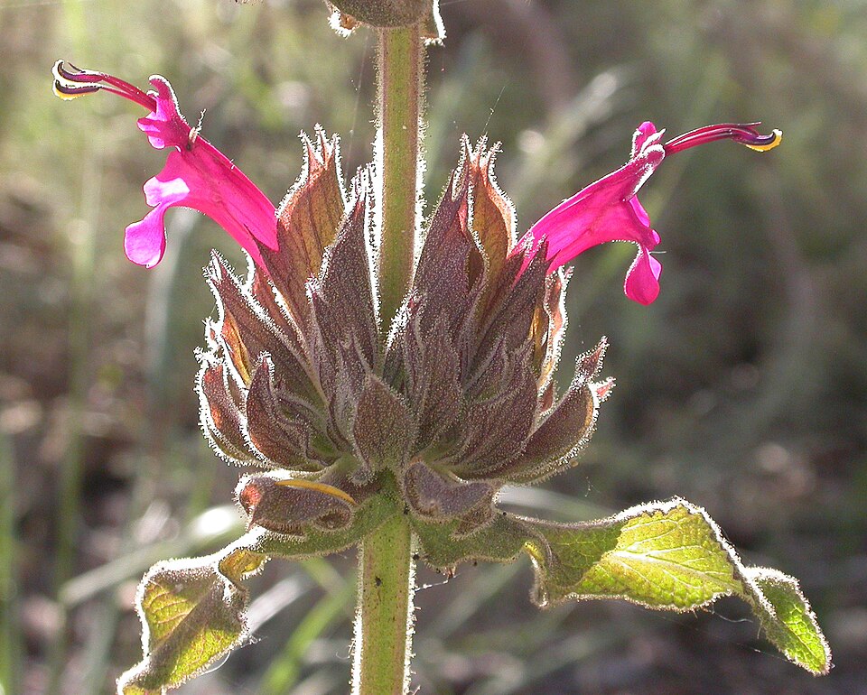 Salvia spathacea (Hummingbird Sage)