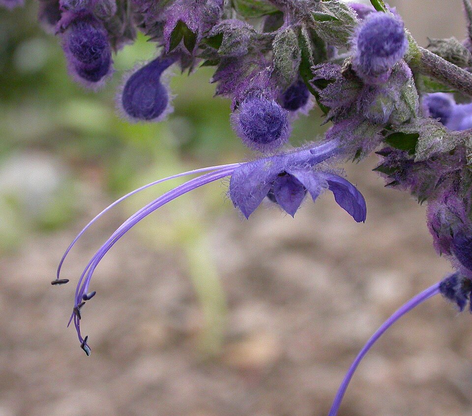 Trichostema lanatum (woolly bluecurls) (alternate view 6)
