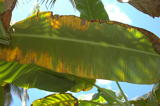 Musa acuminata (Dwarf Banana Plant) (alternate view 6)
