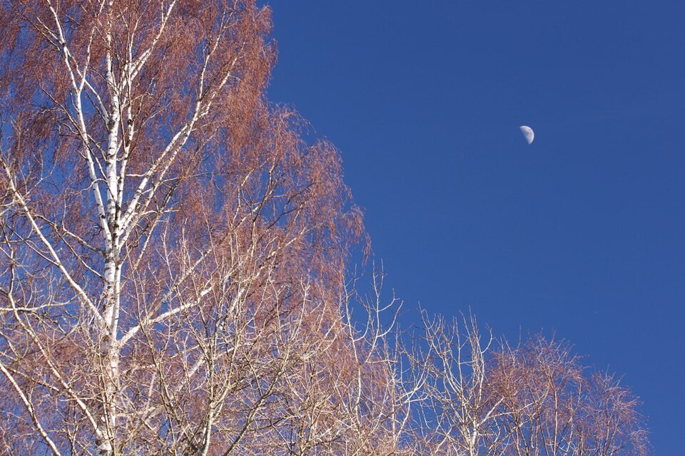 Betula (birches) (alternate view 3)