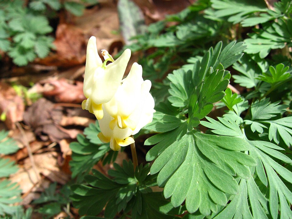 Dicentra cucullaria (Dutchman's breeches)