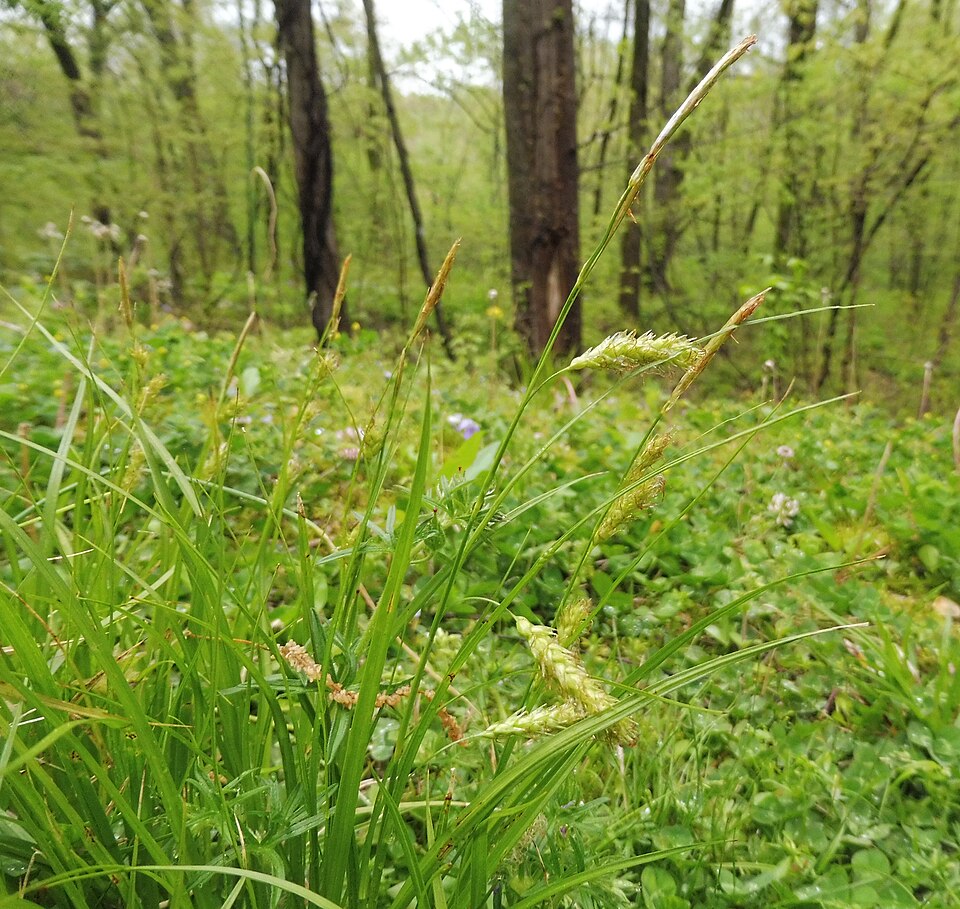 Carex cherokeensis (Cherokee Sedge) (alternate view 5)