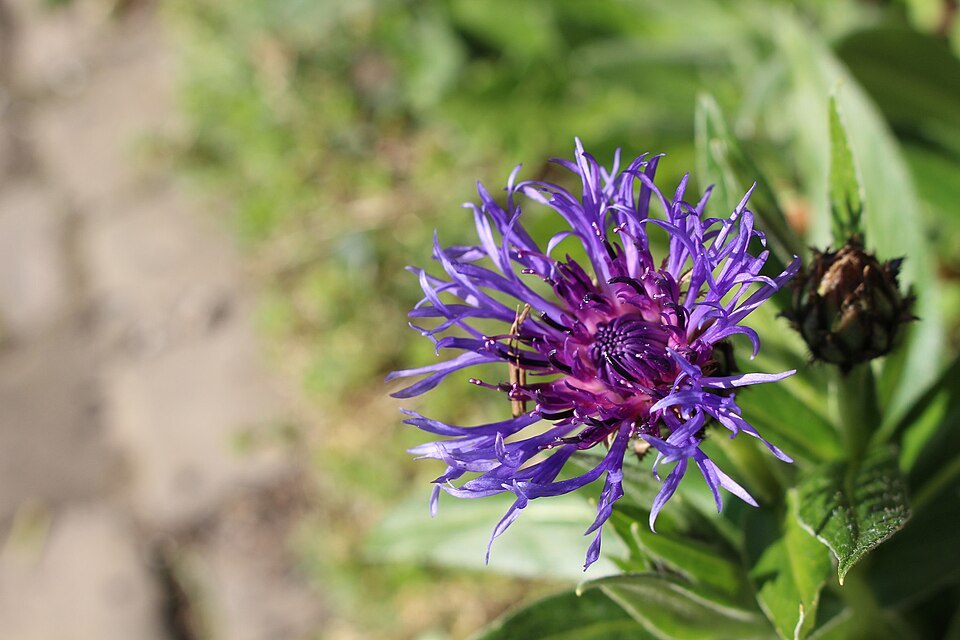 Centaurea (knapweeds) (alternate view 4)
