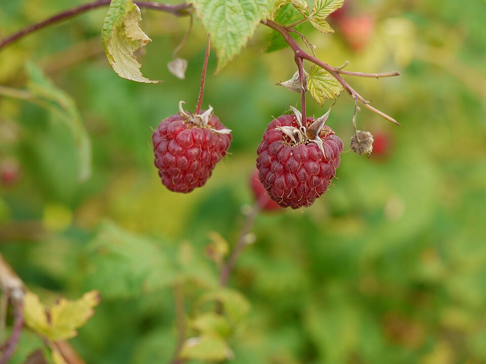 Rubus idaeus (raspberry) (alternate view 6)