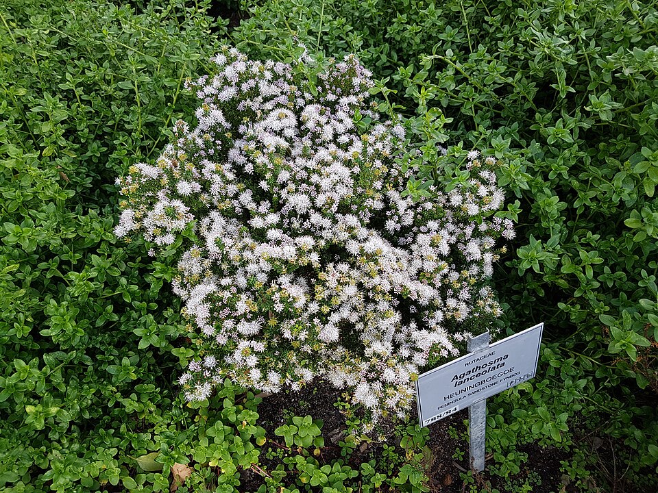 Agathosma (Buchus) (alternate view 2)