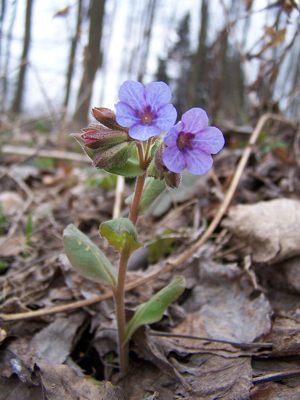 Pulmonaria obscura (Suffolk Lungwort)