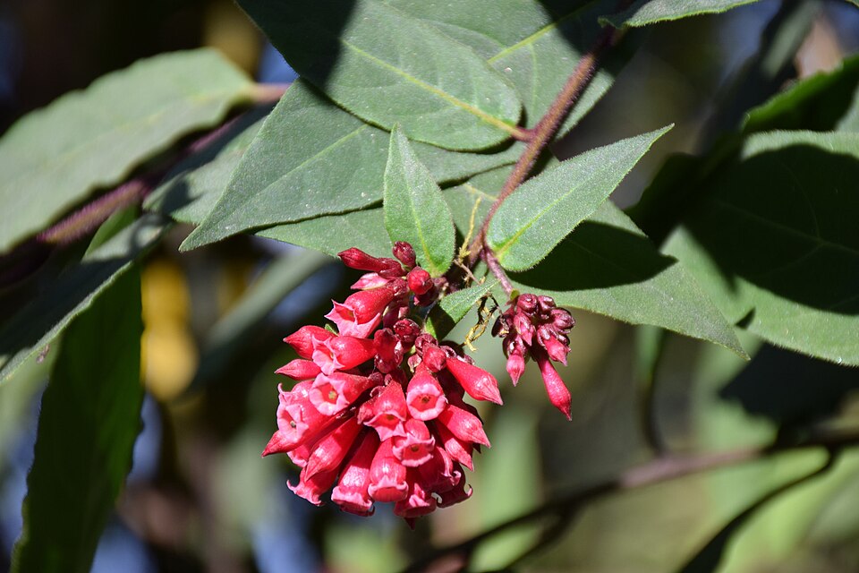 Cestrum (cestrums) (alternate view 4)