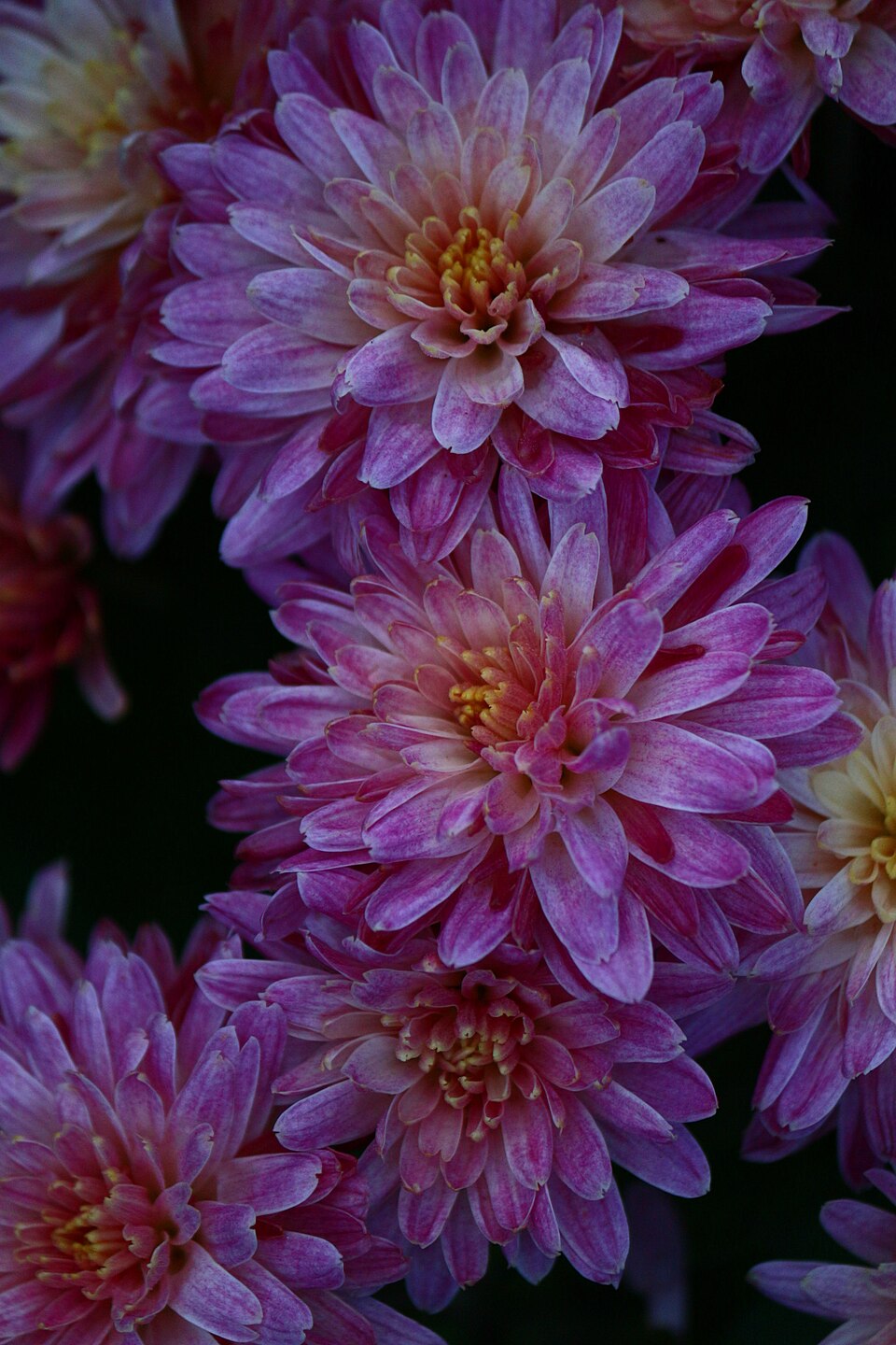 Chrysanthemum spp. (Mammoth Mums Collection) (alternate view 3)